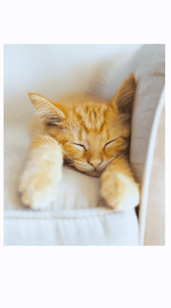 GIF colorido. No centro da tela do celular, a imagem de um gato laranja. Um filtro é aplicado na imagem de forma linear, da cor branca para a azul e vice versa.
