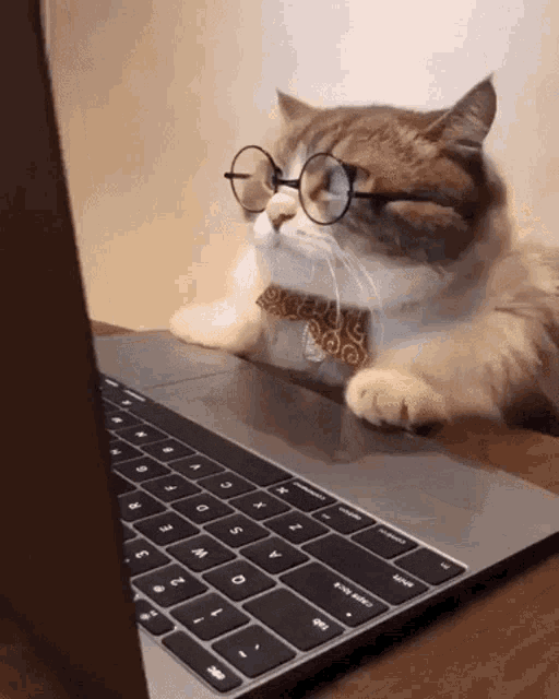 Um gif de um gato de óculos assustando olhando para a tela do notebook.