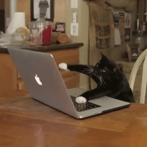 Um gif de um gato mexendo e digitando rapidamente em um notebook.